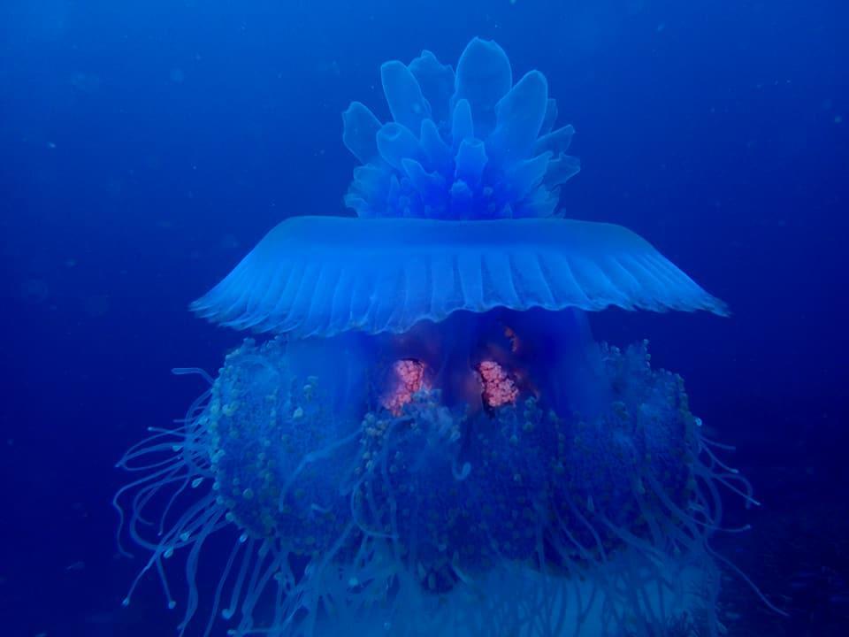 Dolphin Bay Divers Retreat Hotel Vatolotolo Esterno foto